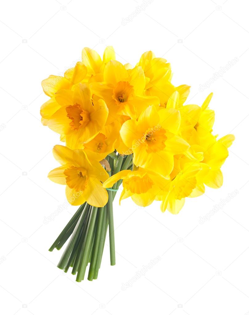 Bouquet of yellow daffodils. Isolated on white background Stock Photo