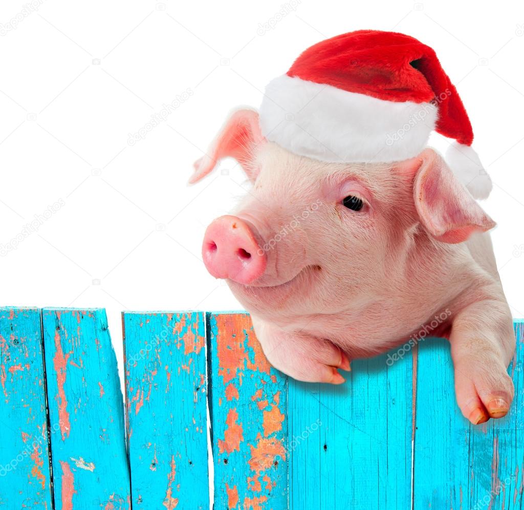 Funny pig in a cap of Santa Claus hanging on the fence. Studio photo. Isolated on white background. Collage for congratulations farmers.