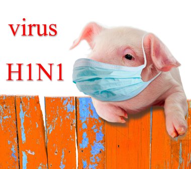 H1N1 virus. Humorous collage. Pig wearing a mask hanging on the fence .. Isolation. clipart