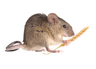 Field Mouse holds in paws an ear of wheat. isolated clipart