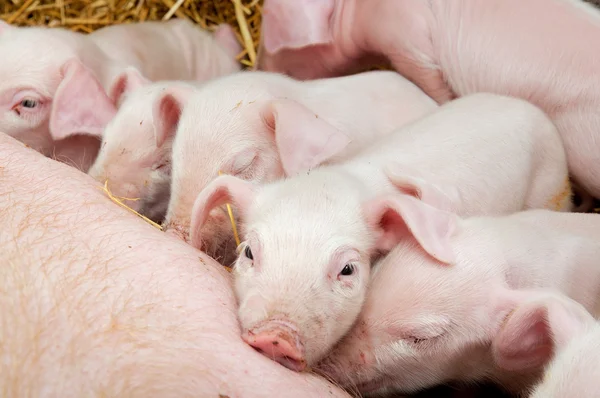 Newborn piglets suck the breasts of his mother. — Stock Photo, Image