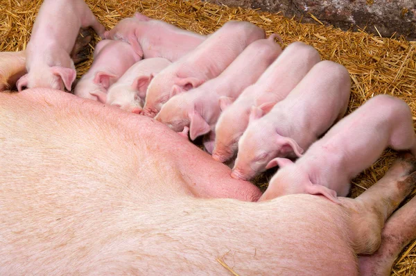 Yenidoğan domuz yavruları anne meme emmek. — Stok fotoğraf