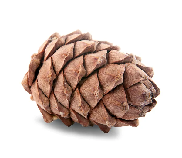 Pine cone pine nut. isolated, — Stock Photo, Image