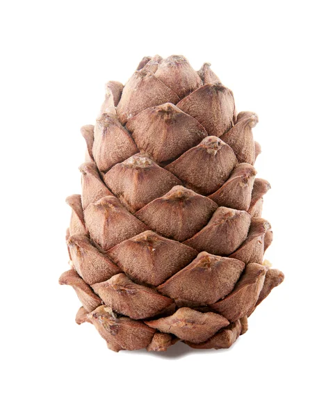 Pine cone pine nut. isolated, — Stock Photo, Image