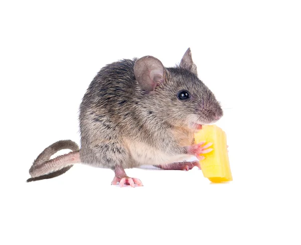 La souris risquée a volé du fromage au piège à souris. Et le mange avec plaisir . — Photo