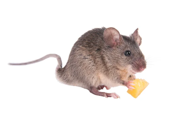 The risky mouse stole from mousetrap cheese. And eats it with pleasure. — Stock Photo, Image