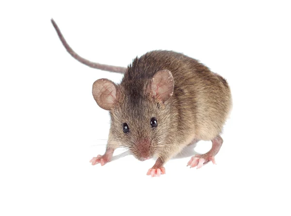 Myszy pole. na białym tle. mysz polna — Zdjęcie stockowe