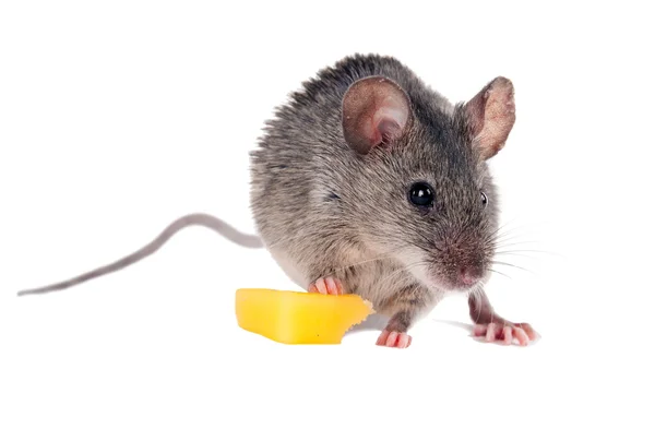 El ratón arriesgado robó del queso ratonero. Y lo come con placer . — Foto de Stock