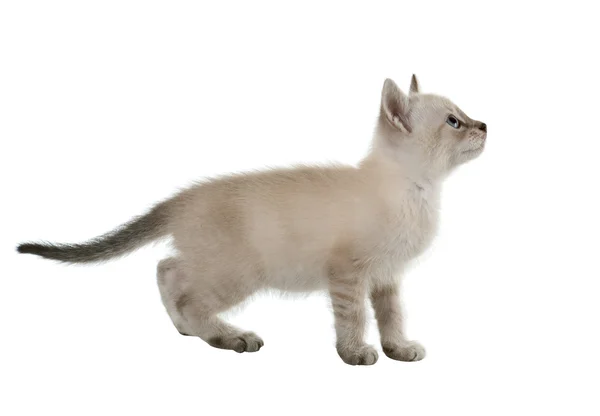 Различные версии фотографий кошки в профиль. изолированные — стоковое фото