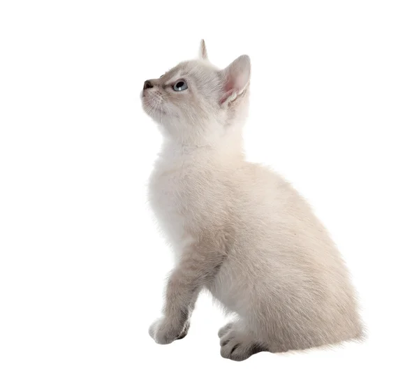 Diferentes versiones de fotografías gato de perfil. aislado — Foto de Stock