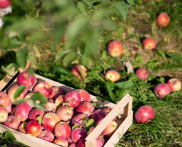 Коробка, наповнена стиглими яблуками в саду . — стокове фото
