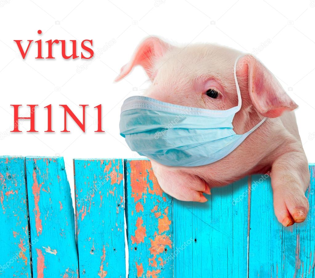 H1N1 virus. Humorous collage. Pig wearing a mask hanging on the fence .. Isolation.