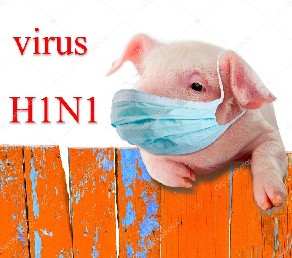 H1N1 virus. Humorous collage. Pig wearing a mask hanging on the fence .. Isolation.