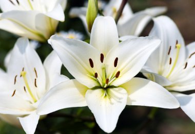 Bush lily.