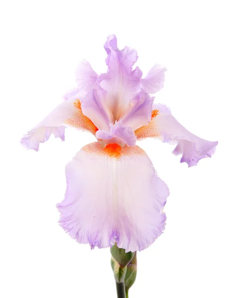 Flor de iris. Aislado sobre fondo blanco — Foto de Stock