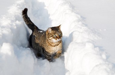 Kar sürüklenir kedi gizlice