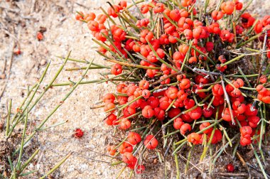 Kırmızı meyveler ot Ephedra (cins). Arenaceous