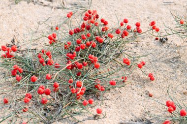 Kırmızı meyveler ot Ephedra (cins). Arenaceous