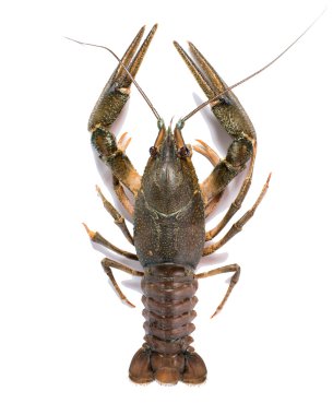 Crawfish in fighting pose clipart