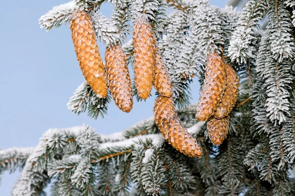 Fir branch with beautiful pine cones covered with frost. — Stock Photo, Image