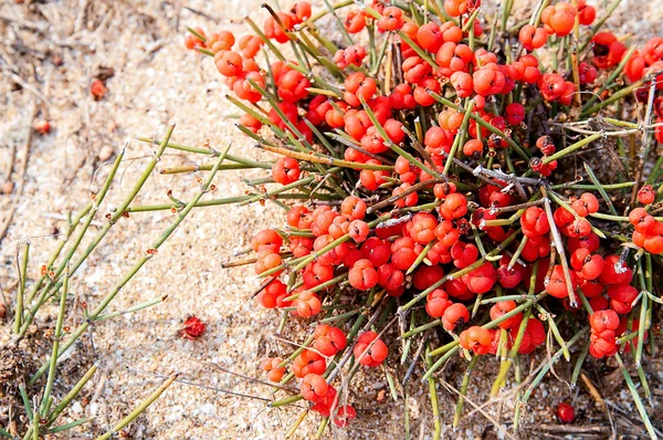 Hierba de bayas rojas Ephedra (género). Arenáceo — Foto de Stock