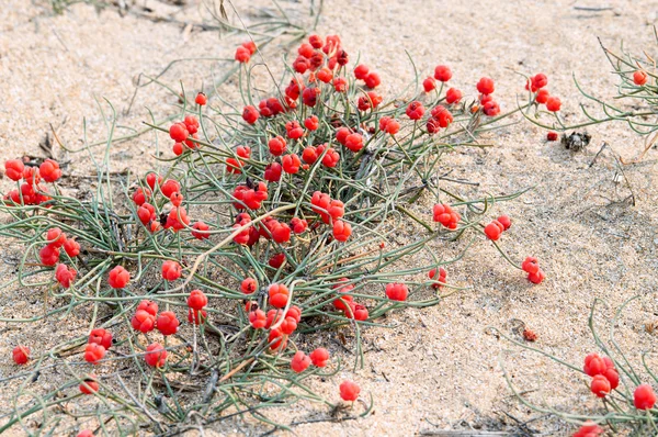 Herbe de baies rouges Ephedra (genre). Arénacé — Photo