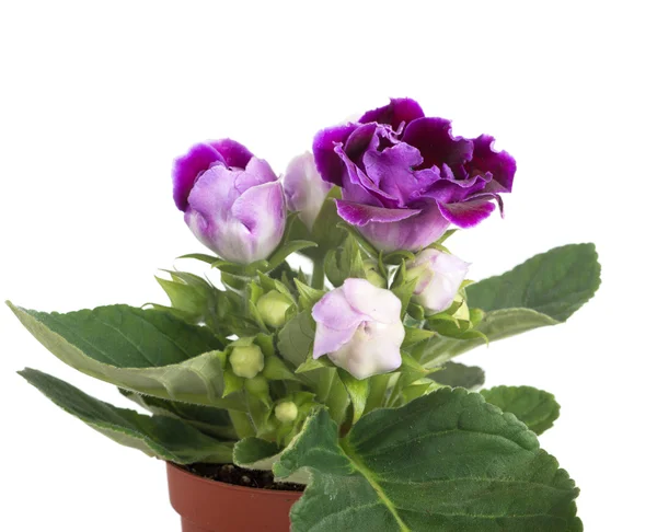 Kadife Gloxinia çiçek çiçek tencerede. — Stok fotoğraf