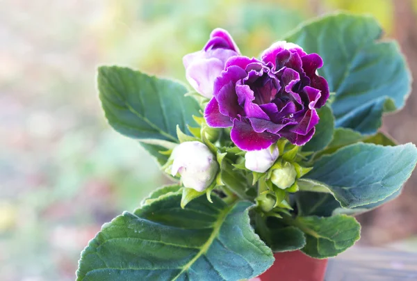 Kadife Gloxinia çiçek çiçek tencerede. — Stok fotoğraf