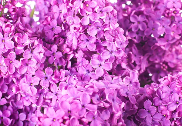 Pozadí z kytice šeříků. izolovaný Stock Fotografie