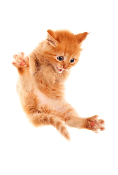 Auburn gatito saltando. Aislado . Imágenes de stock libres de derechos
