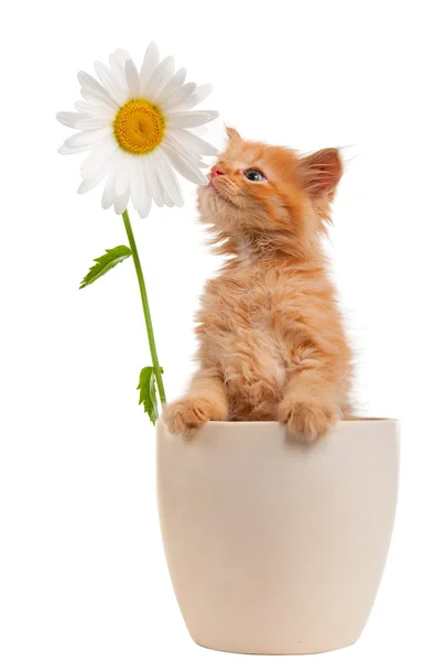 Světle hnědá kotě květináč čichání sedmikráska. Stock Fotografie