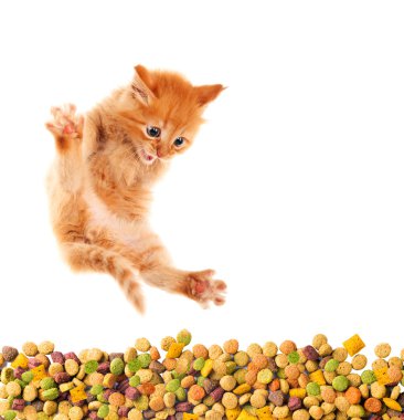 İştah ile komik kedi kedi kuru maması yiyor. İzole.