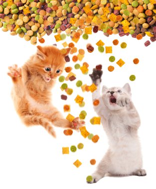 Funny cat with appetite eats cat dry food. Isolated. clipart