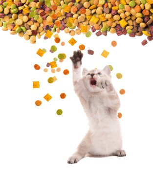 İştah ile komik kedi kedi kuru maması yiyor. İzole.