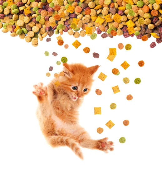 Grappige kat met honger eet droog kattenvoer. Geïsoleerd. — Stockfoto