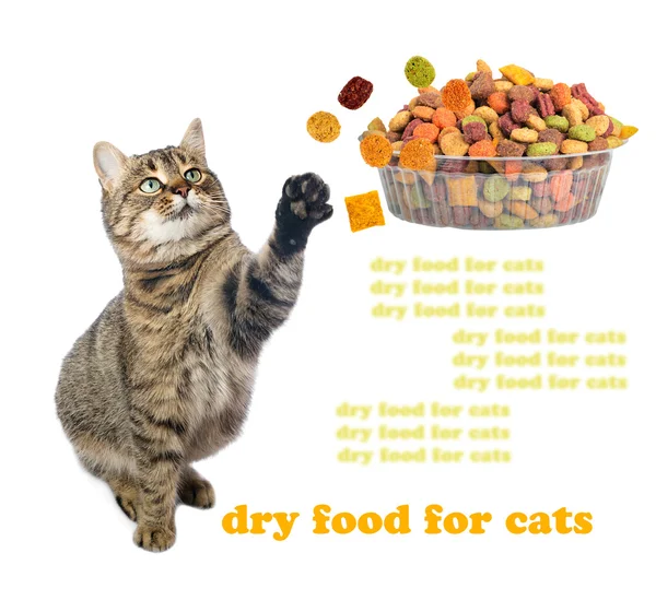 Rolig katt med aptit äter torrt kattfoder. Isolerade. — Stockfoto