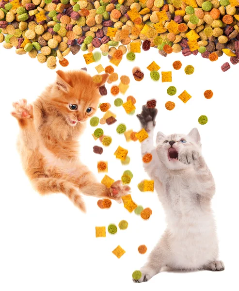 Legrační kočka s chutí k jídlu jí suché kočky. Izolovaný. Stock Obrázky