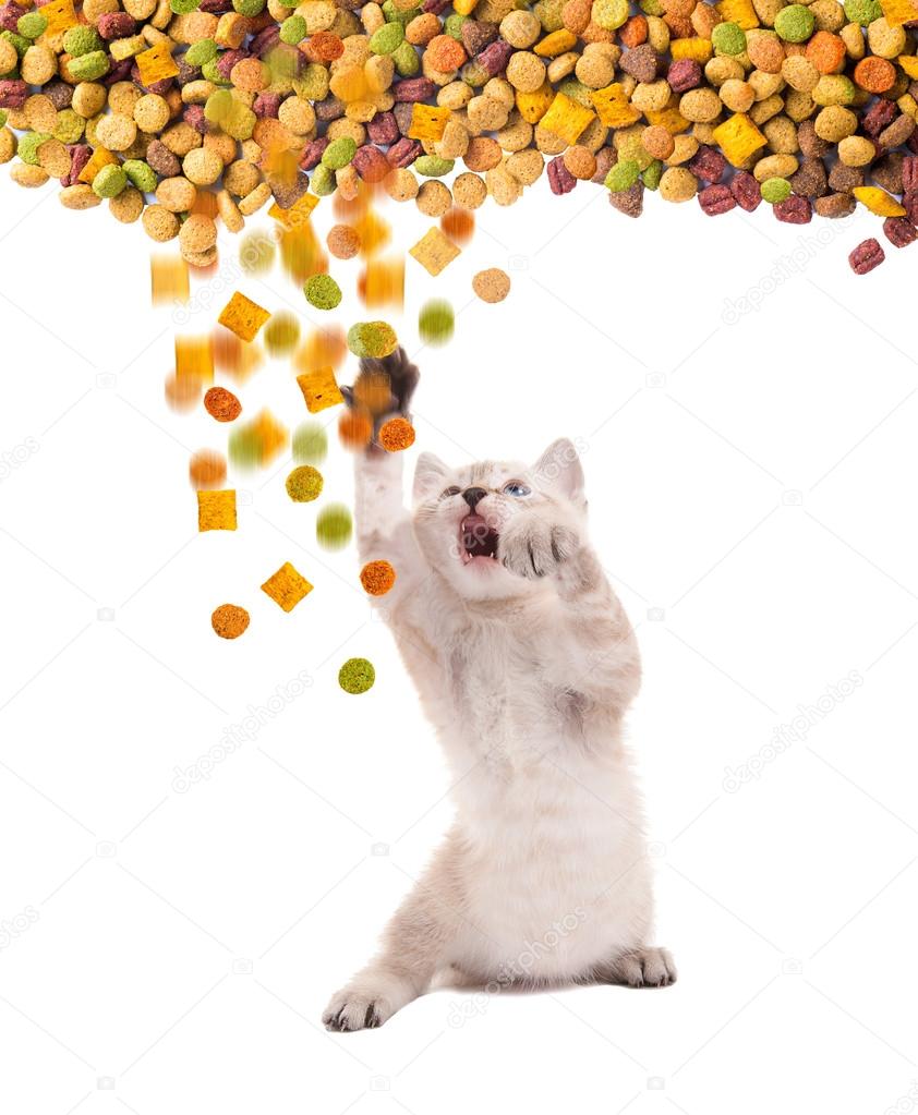 Funny cat with appetite eats cat dry food. Isolated.