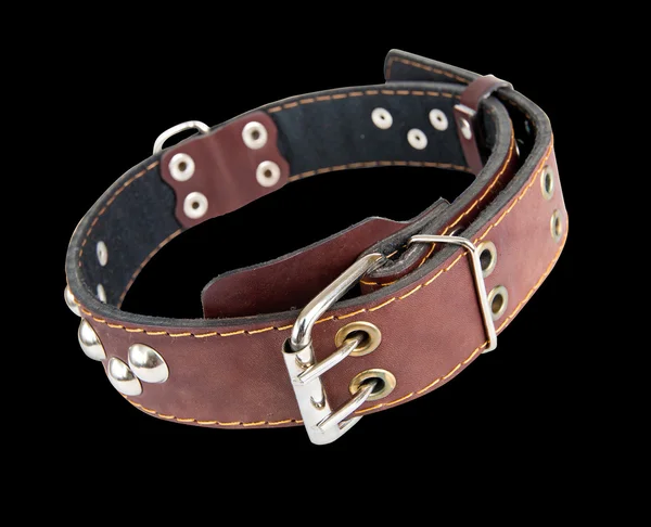 Leather collar for dogs with metal rivets. Isolated. — Stock Photo, Image