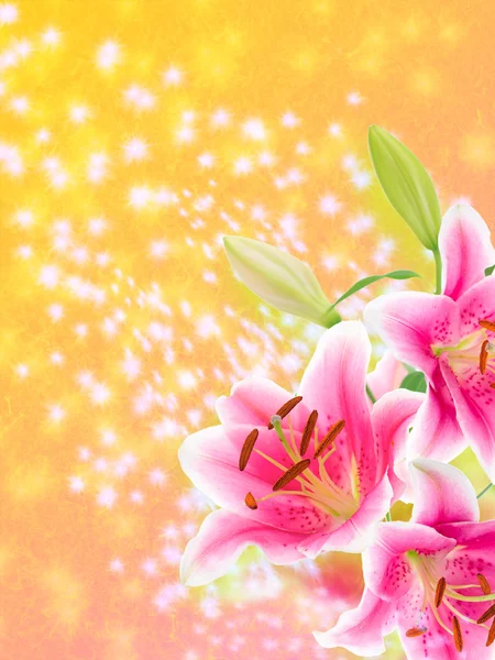 Bouquet anmutige orientalische Lilien. Vereinzelt. eine Reihe von Fotos. — Stockfoto
