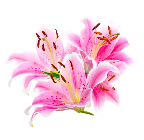 Bouquet graceful oriental lilies. isolated. A series of photos. — Stock Photo, Image