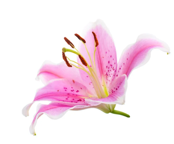 Bouquet graceful oriental lilies. isolated. A series of photos. — Stock Photo, Image