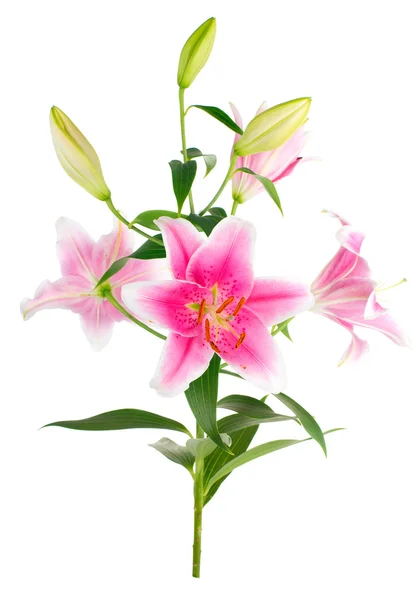 Bouquet graceful oriental lilies. isolated. A series of photos. — Stock Photo, Image