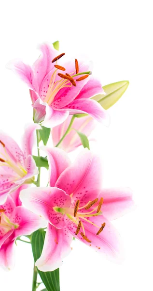 Bouquet graceful oriental lilies. isolated. A series of photos. — Stock Photo, Image