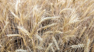 Olgun buğday çiftçiler alan tırmanıştır. siyah beyaz fotoğraf. fotoğraf serisi.