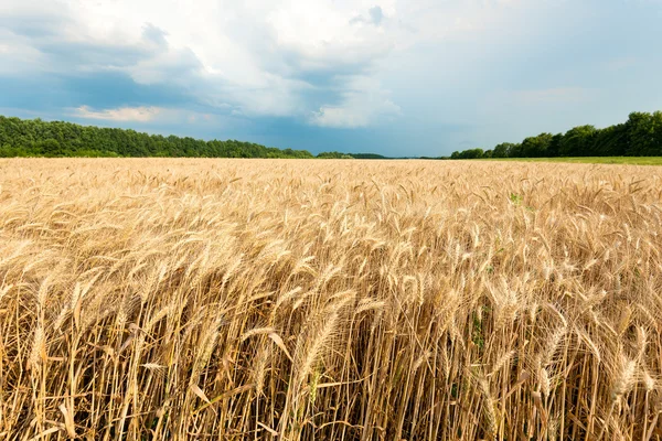 Espigas de trigo maduro en un campo de agricultores. foto en blanco y negro. serie de fotos . —  Fotos de Stock
