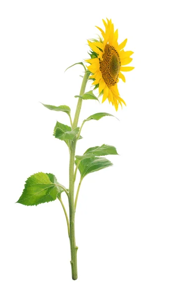 Zonnebloem geïsoleerd. Een reeks van beelden van zonnebloemen. — Stockfoto