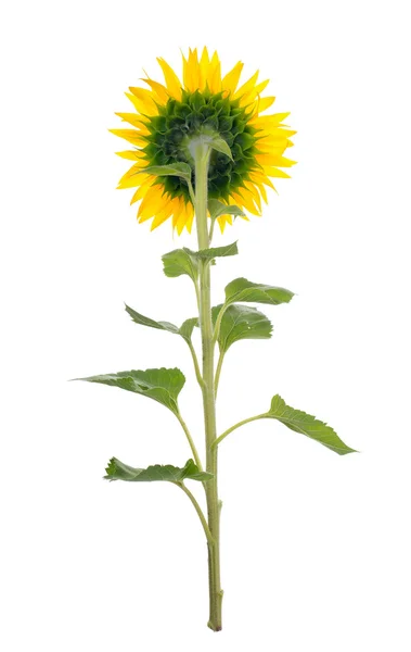 Zonnebloem geïsoleerd. Een reeks van beelden van zonnebloemen. — Stockfoto