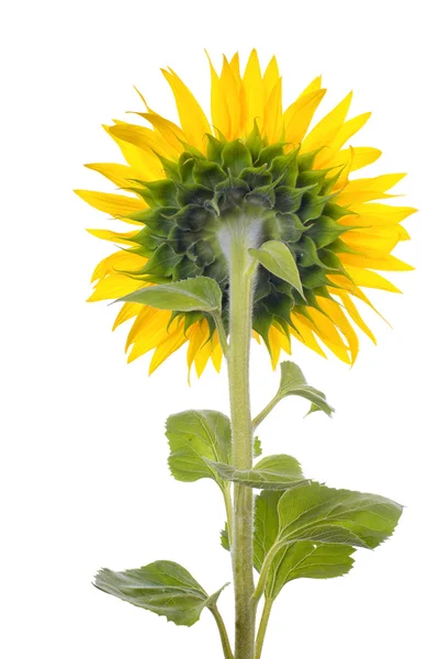 Zonnebloem geïsoleerd. Een reeks van beelden van zonnebloemen. — Stockfoto