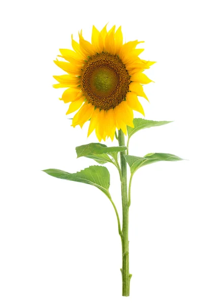 Zonnebloem geïsoleerd. Een reeks van beelden van zonnebloemen. — Stockfoto